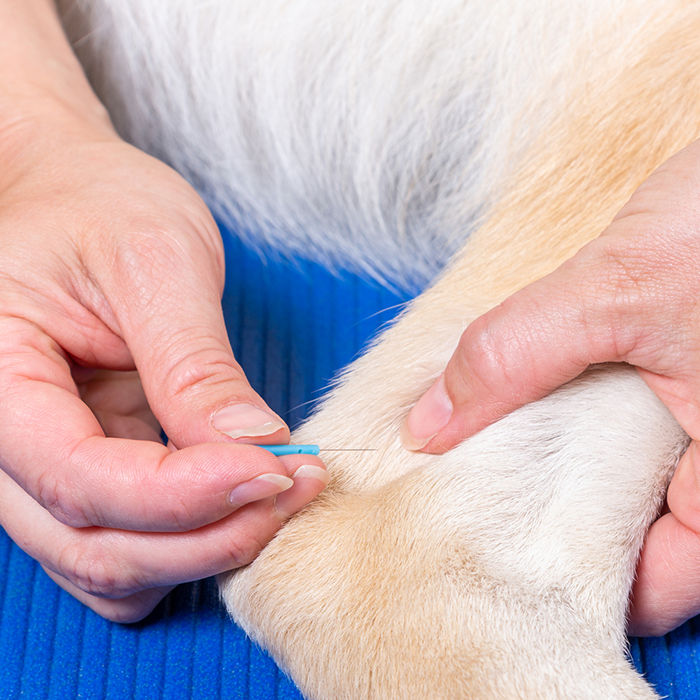 Dog leg with acupuncture needles