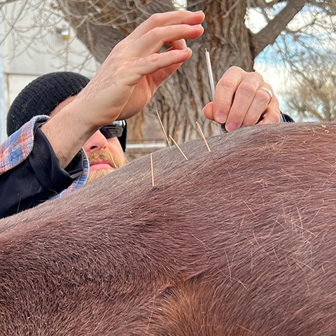 Equine acupuncture